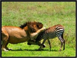Zebra, Atakujący, Lew